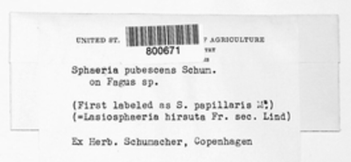 Sphaeria pubescens image